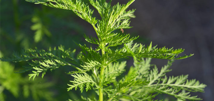 Resultado de la búsqueda de imágenes para "artemisia annua"